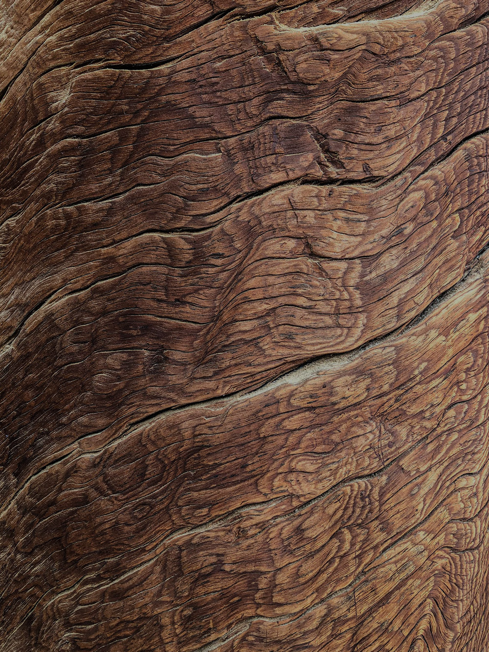 Image of rich brown bark close up