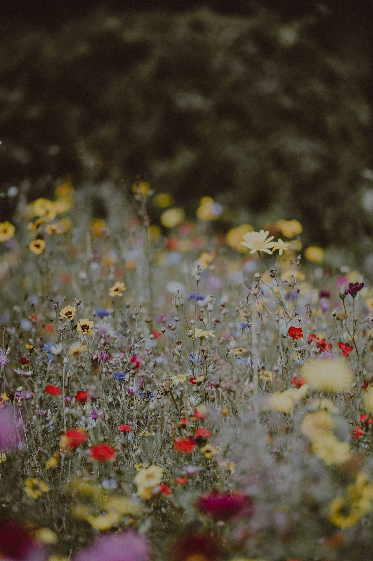 Image of flower meadow